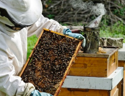 BK 101W – Beekeeping 101 in the Apiary